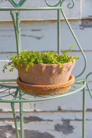 SMALL FRILLY EDGE REDSTONE DISH GARDEN WITH SAUCER
