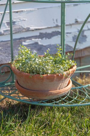 LARGE FRILLY EDGE REDSTONE DISH GARDEN WITH SAUCER
