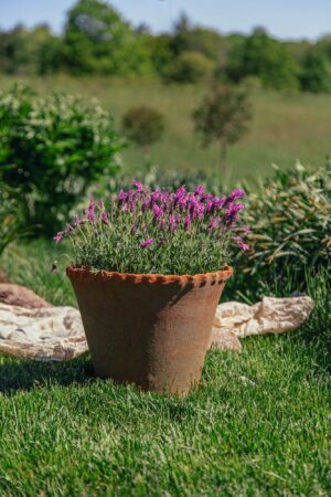 X LARGE FRILLY EDGE  TERRACOTTA POT WIT SAUCER