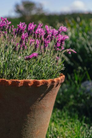 X LARGE FRILLY EDGE  TERRACOTTA POT WIT SAUCER